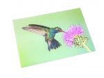 3D Postkarte Kolibri