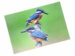 3D Postkarte Eisvögel